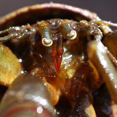 Pagurus middendorffii