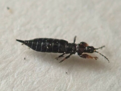 Aeolothrips