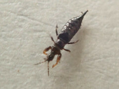 Aeolothrips