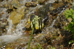Primula grandis