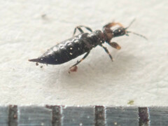Aeolothrips