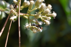 Hypodynerus tuberculiventris