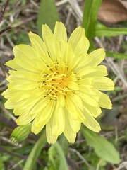 Pyrrhopappus carolinianus