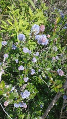 Ceanothus leucodermis