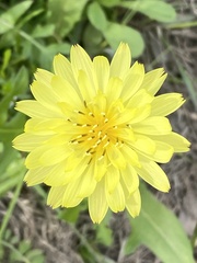 Pyrrhopappus carolinianus