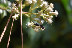 Hypodynerus tuberculiventris