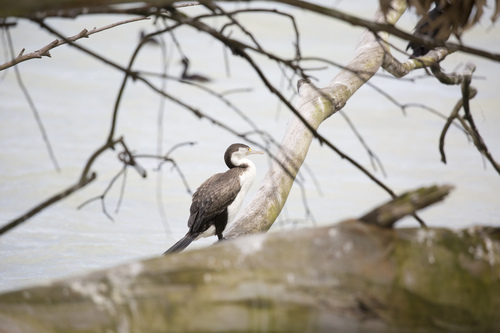 Phalacrocorax varius observed 2022-12-31