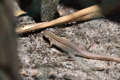 Aspidoscelis