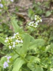 Valerianella radiata