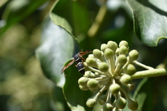 Hypodynerus tuberculiventris