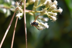 Hypodynerus tuberculiventris