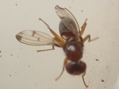 Geomyza tripunctata