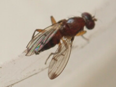 Geomyza tripunctata