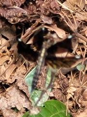 Palpopleura