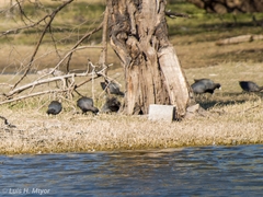 Fulica americana americana