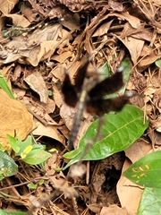Palpopleura