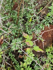 Gymnosporia polyacantha