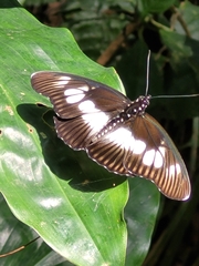 Pseudacraea