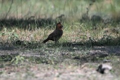 Pseudoseisura lophotes