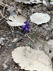 Muscari inconstrictum