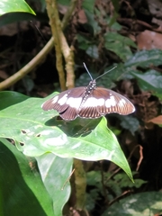 Pseudacraea