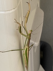 Pseudomantis albofimbriata