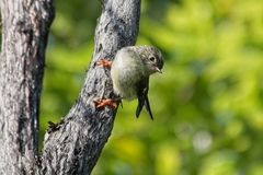 Petroica macrocephala macrocephala