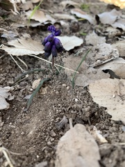 Muscari inconstrictum