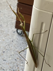 Pseudomantis albofimbriata