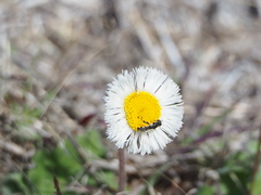 Erigeron procumbens