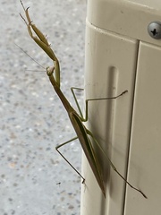 Pseudomantis albofimbriata