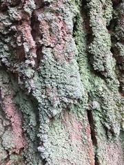 Lepraria finkii