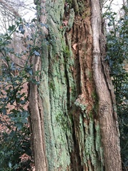 Lepraria finkii