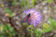 Zygaena minos