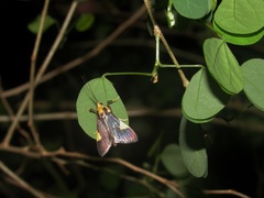 Ulopeza conigeralis