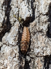 Pyractomena borealis