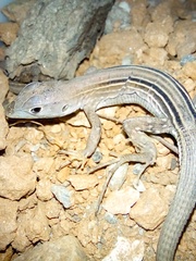 Cnemidophorus