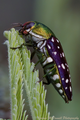 Diphucrania leucosticta
