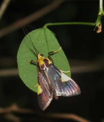 Ulopeza conigeralis