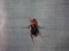 Phyllotocus bimaculatus