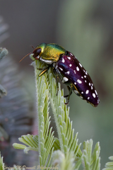 Diphucrania leucosticta