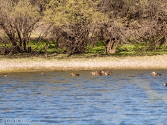 Podilymbus podiceps podiceps