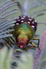Diphucrania leucosticta
