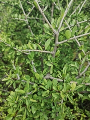 Ehretia rigida