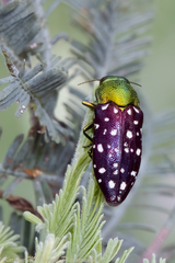 Diphucrania leucosticta
