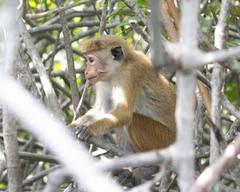 Macaca sinica