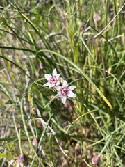 Allium haematochiton