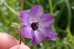 Pholistoma auritum auritum