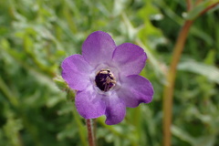 Pholistoma auritum auritum