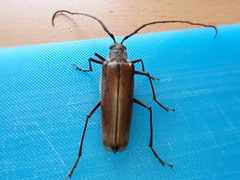 Ochrocydus huttoni